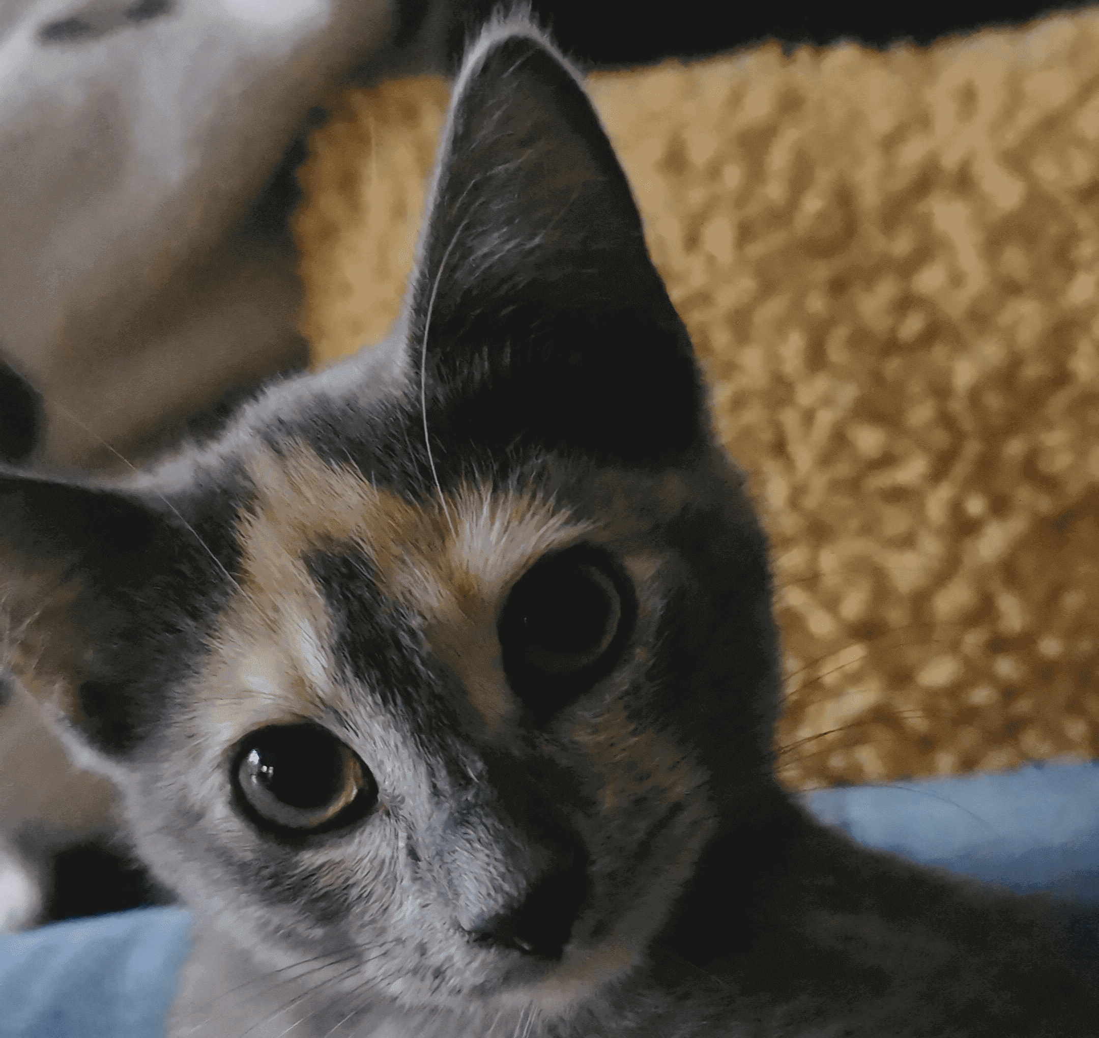 grey kitten face